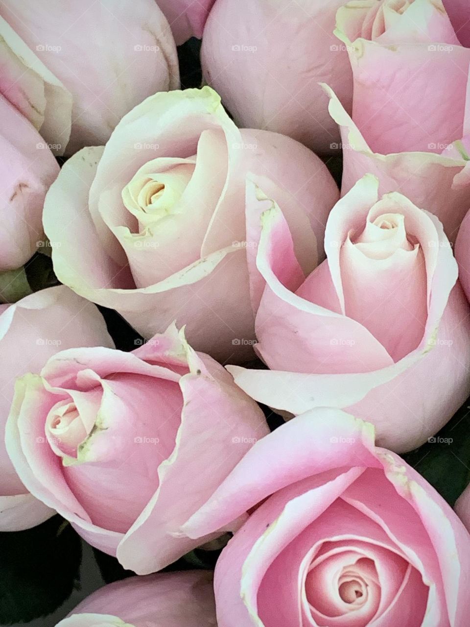 Bouquet of Pink Roses 