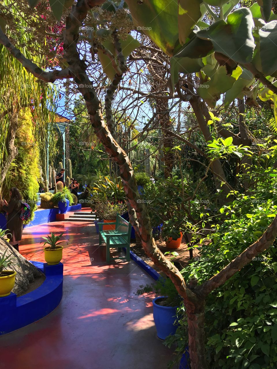 Jardin majorelle gardens 