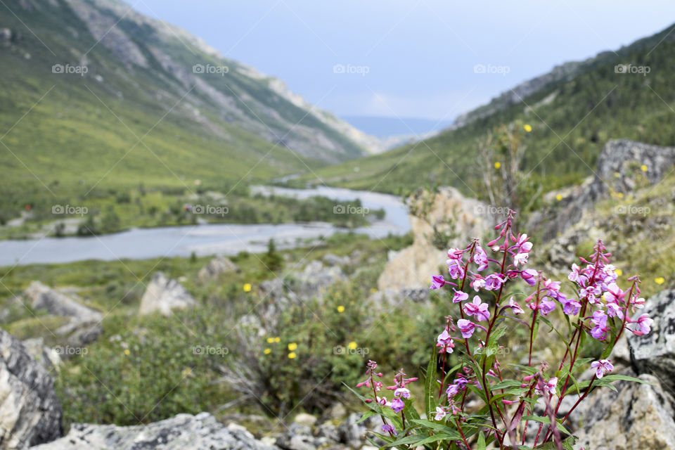 Spring Flowers in an Alaskan Landscape 