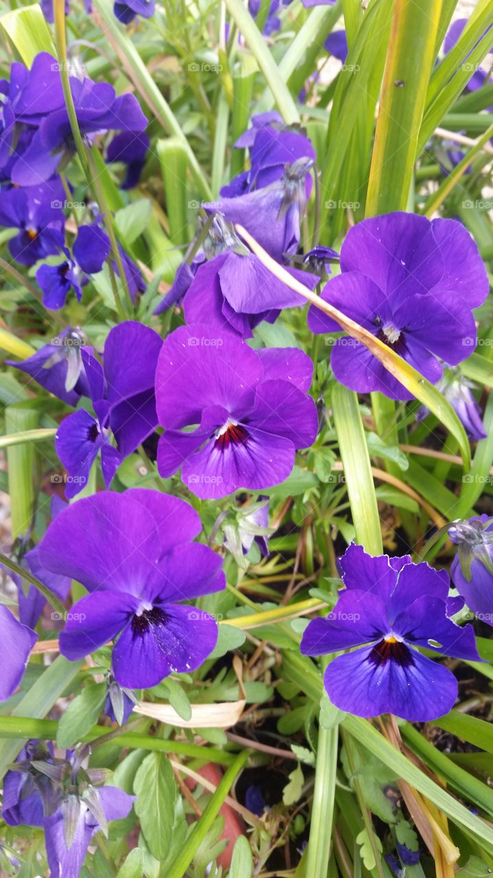Minimalistic snaps
violet flowers