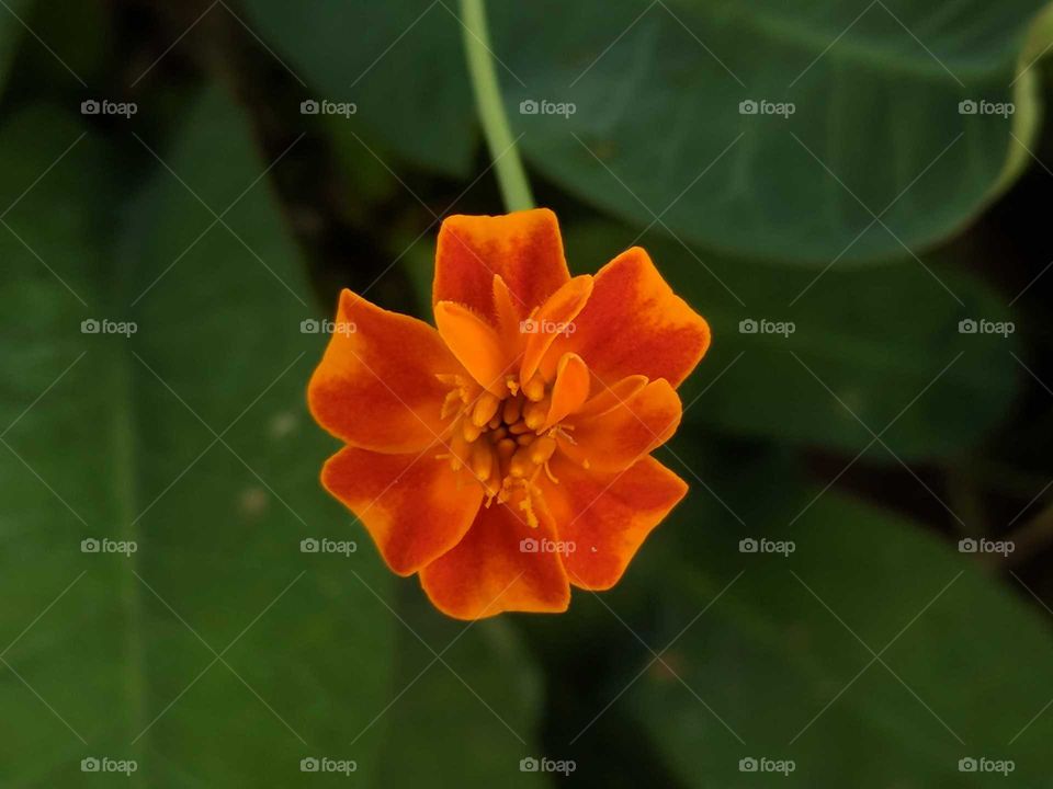 Marigold shot by Google pixel