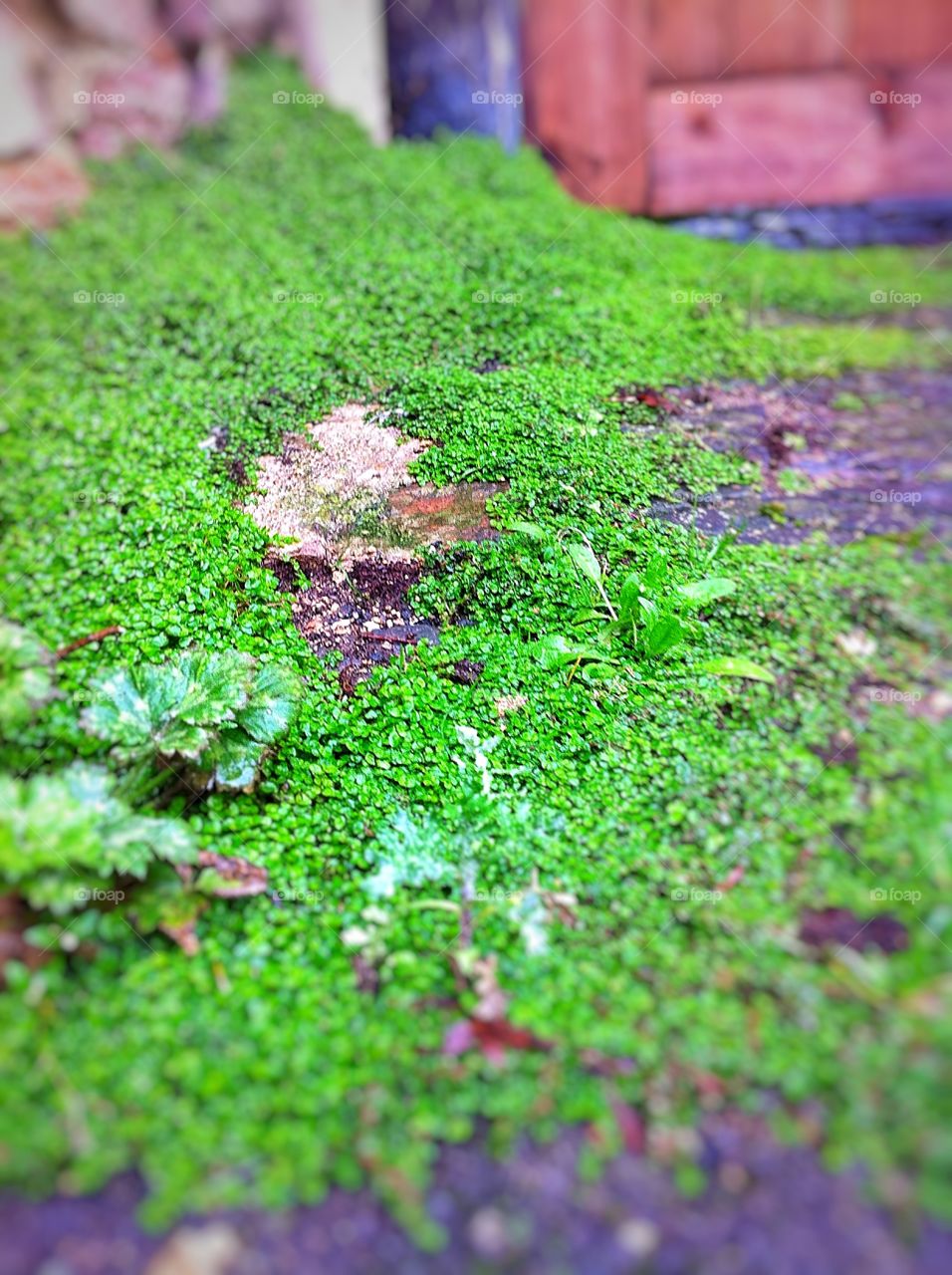 Close up of moss on the pavement