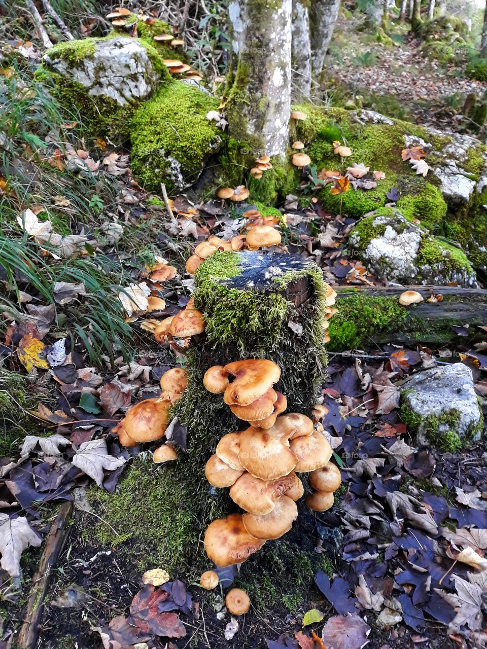Wild mushrooms in the forest