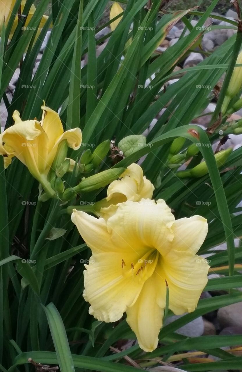 Yellow Lillies