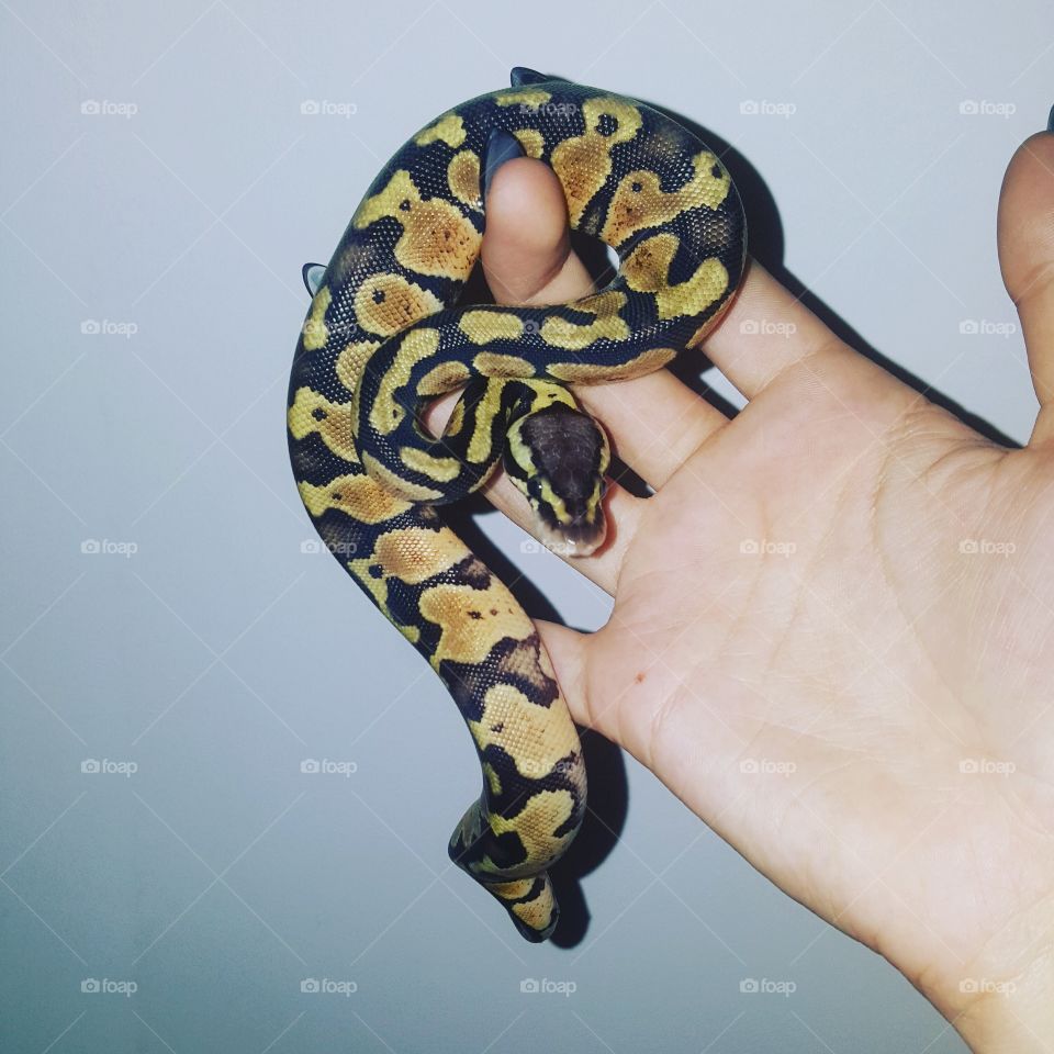 My beautiful pastel female
Python regius