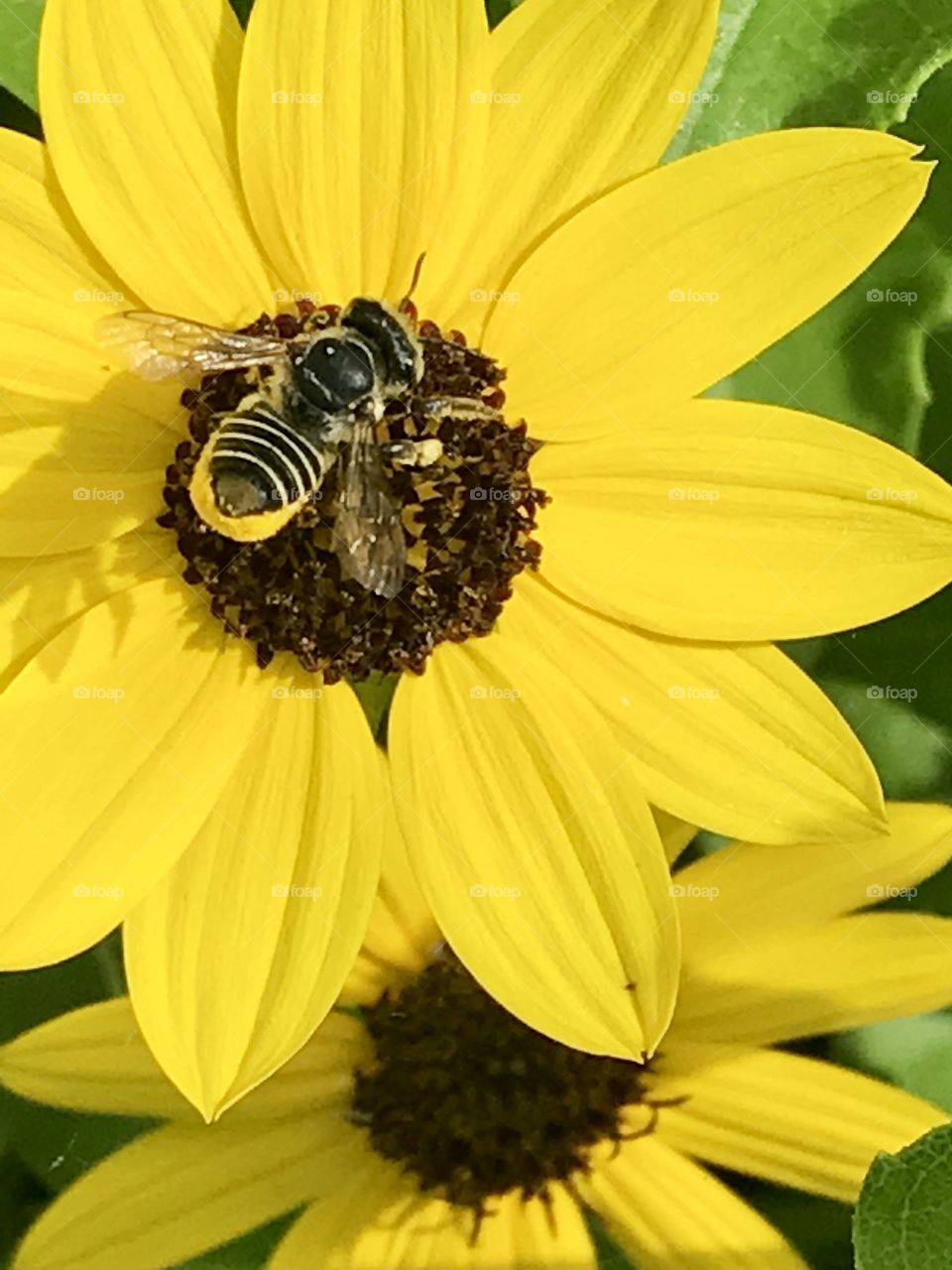Bee on Brown