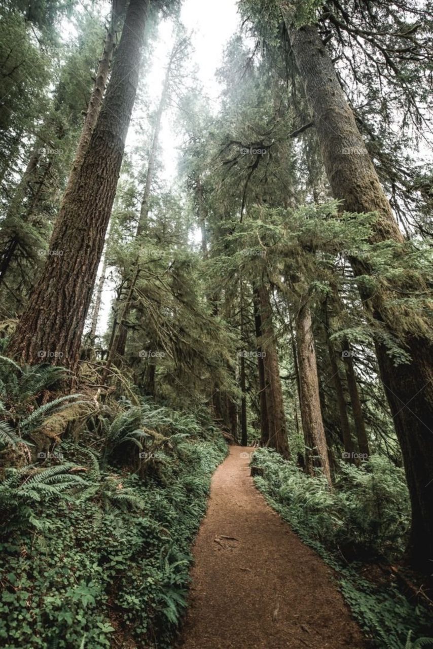 tree landscape forest