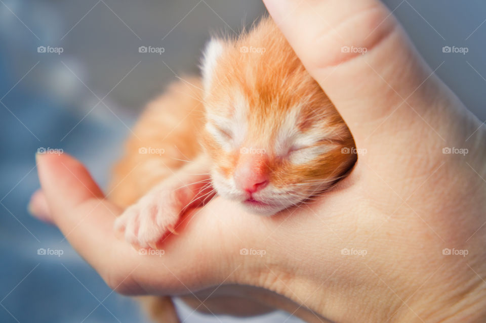 Newborn red tabby kitten in man hand