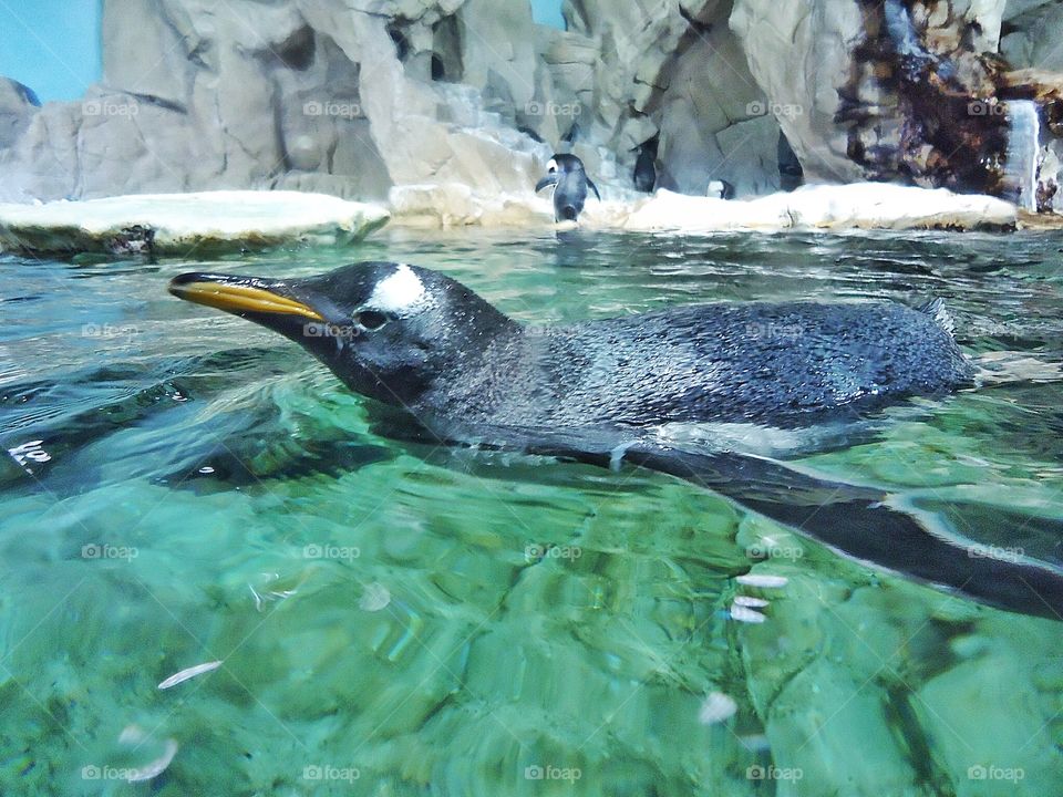 Close-up of penguin swimming in water