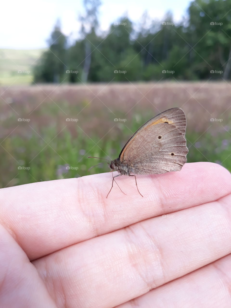 When butterfly thinks you are the flower