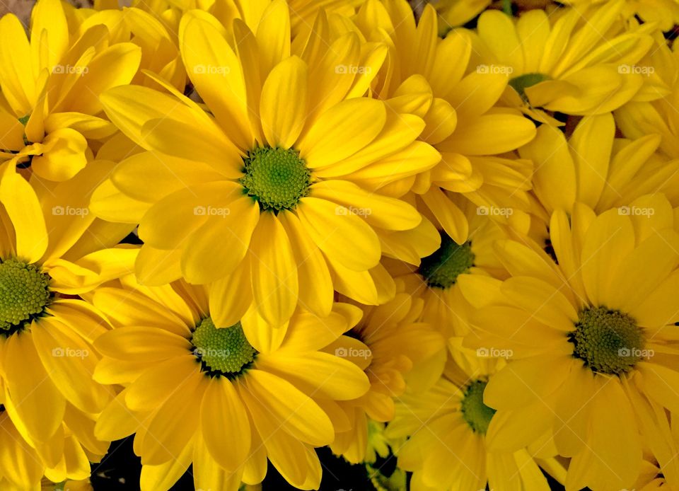 Yellow flowers 