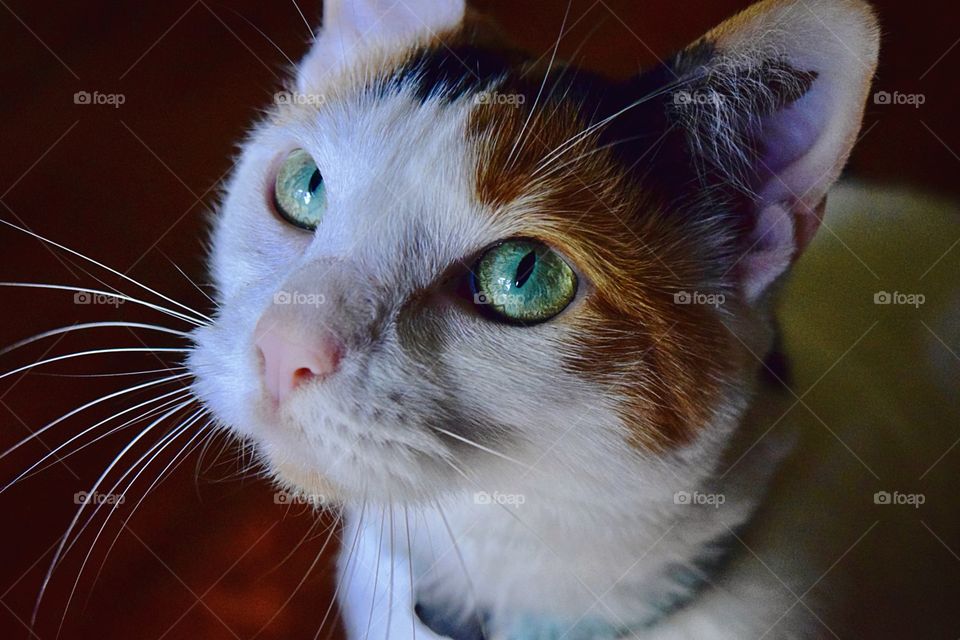 My precious Bubbles! A beautiful white Calico cat, with a little pink nose, and her beautiful sea green eyes. Begging for a piece of pepperoni off of my pizza. 