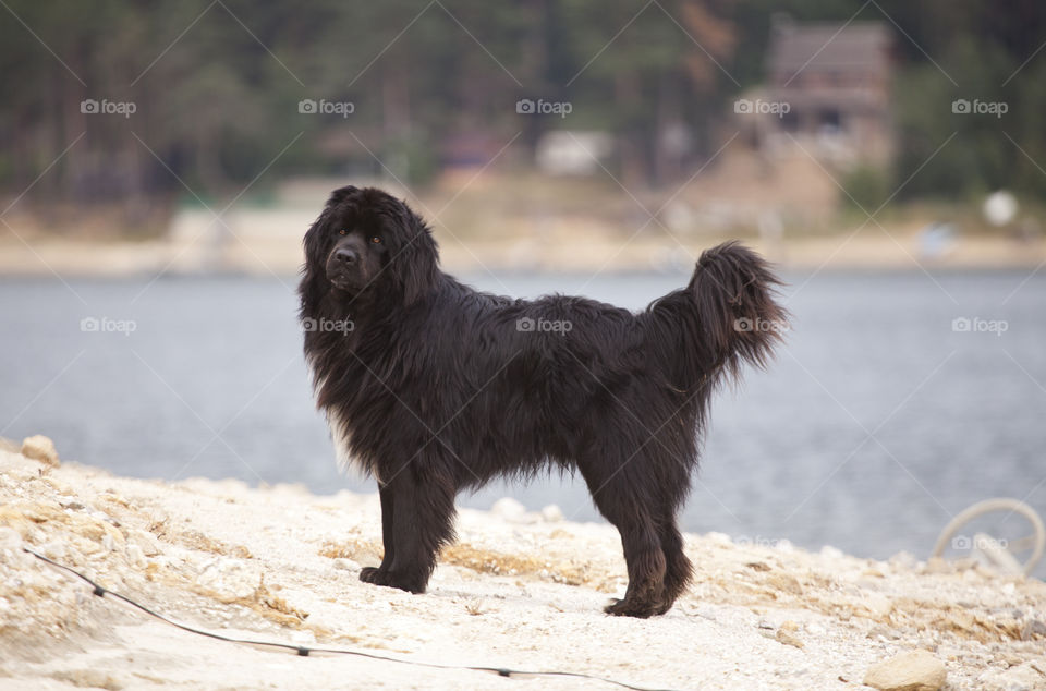 Big black Newfoundland dog in the field 