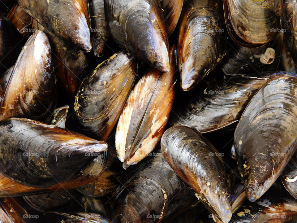 mussels