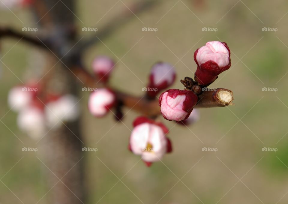 Apricot Blossom