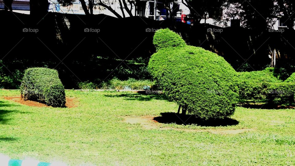 feed tree as your child .