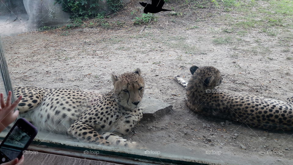 Cheetahs at the Zoo