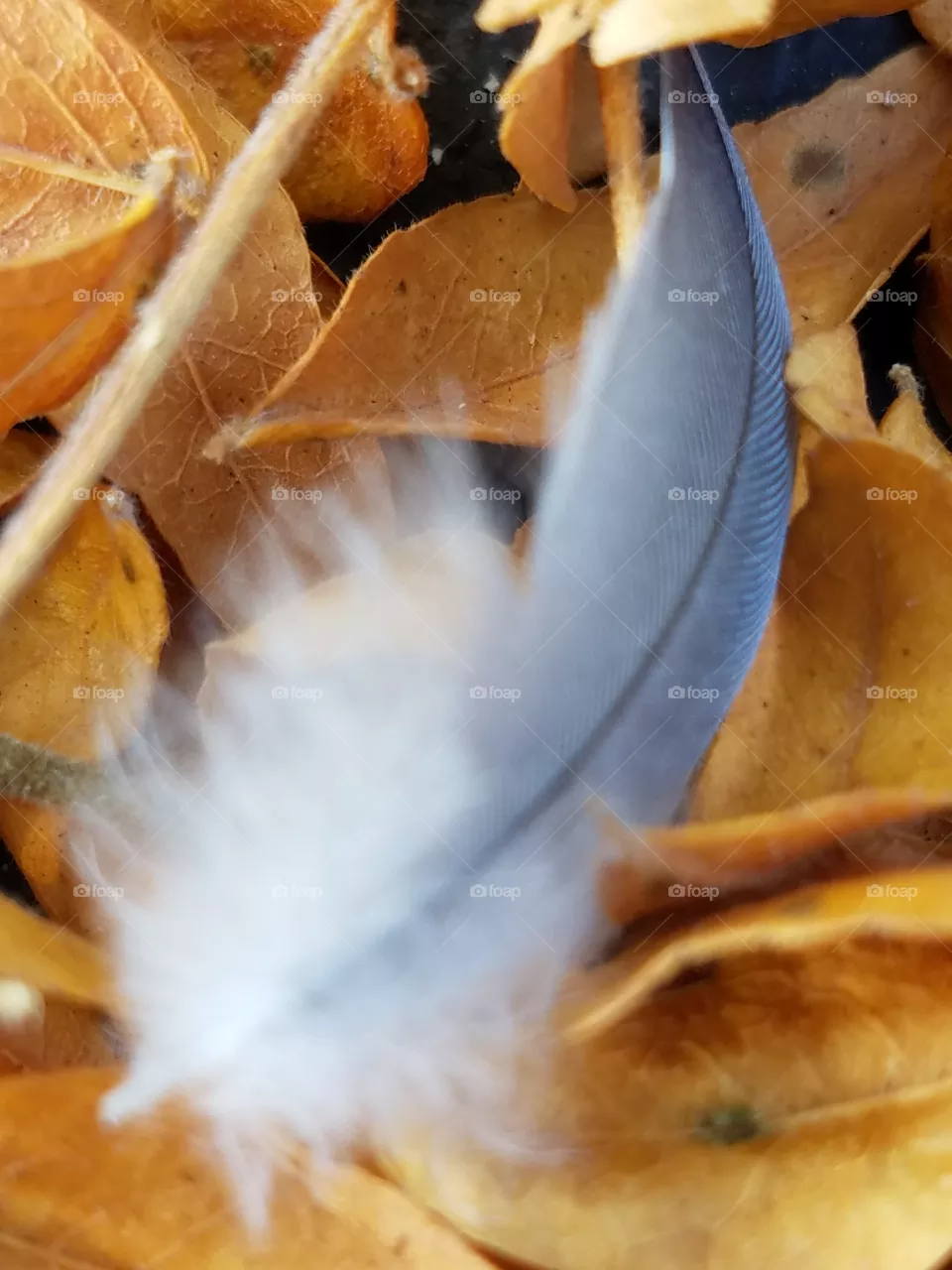 Feather