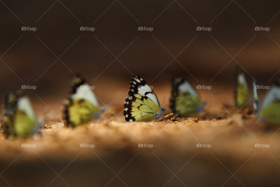 Cabo Ledo Carpe Diem, Buterflies