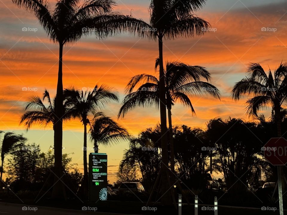 Beautiful palm trees sunset 