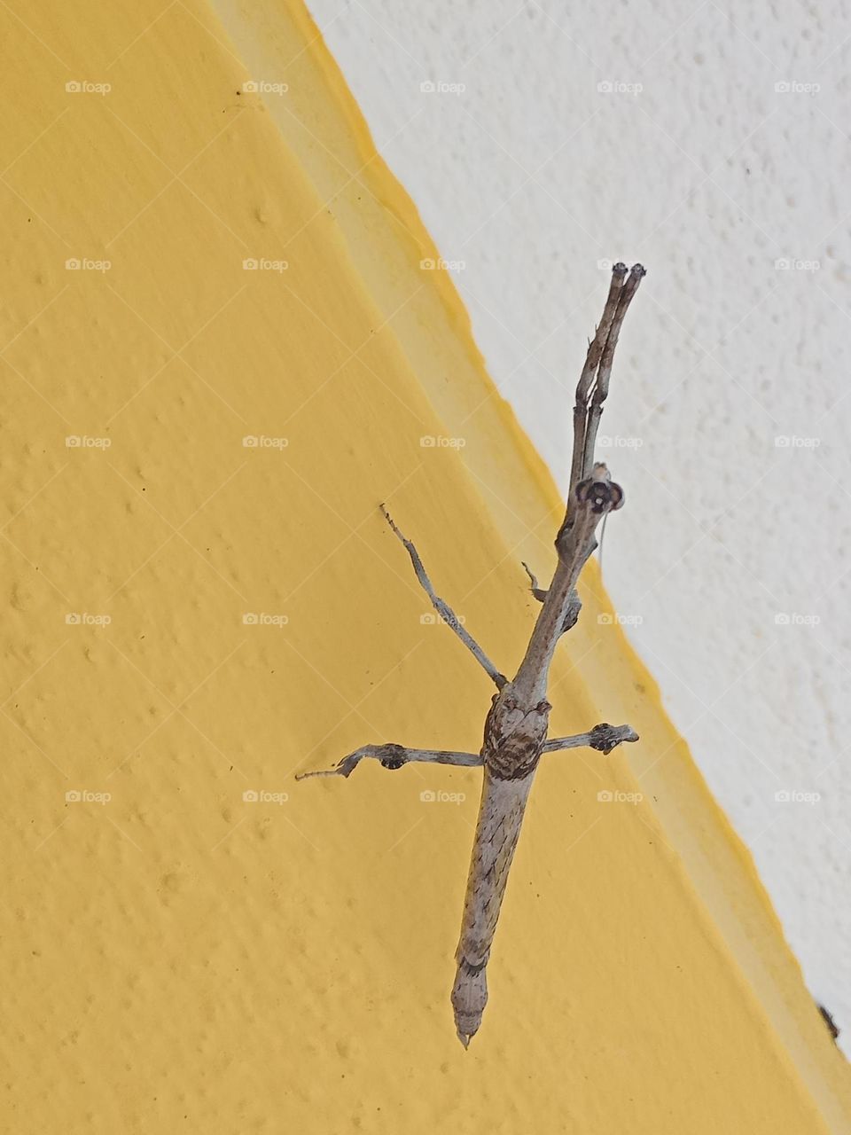 *Ravarma* Praying mantis, Brown mantis, Stick Mantis