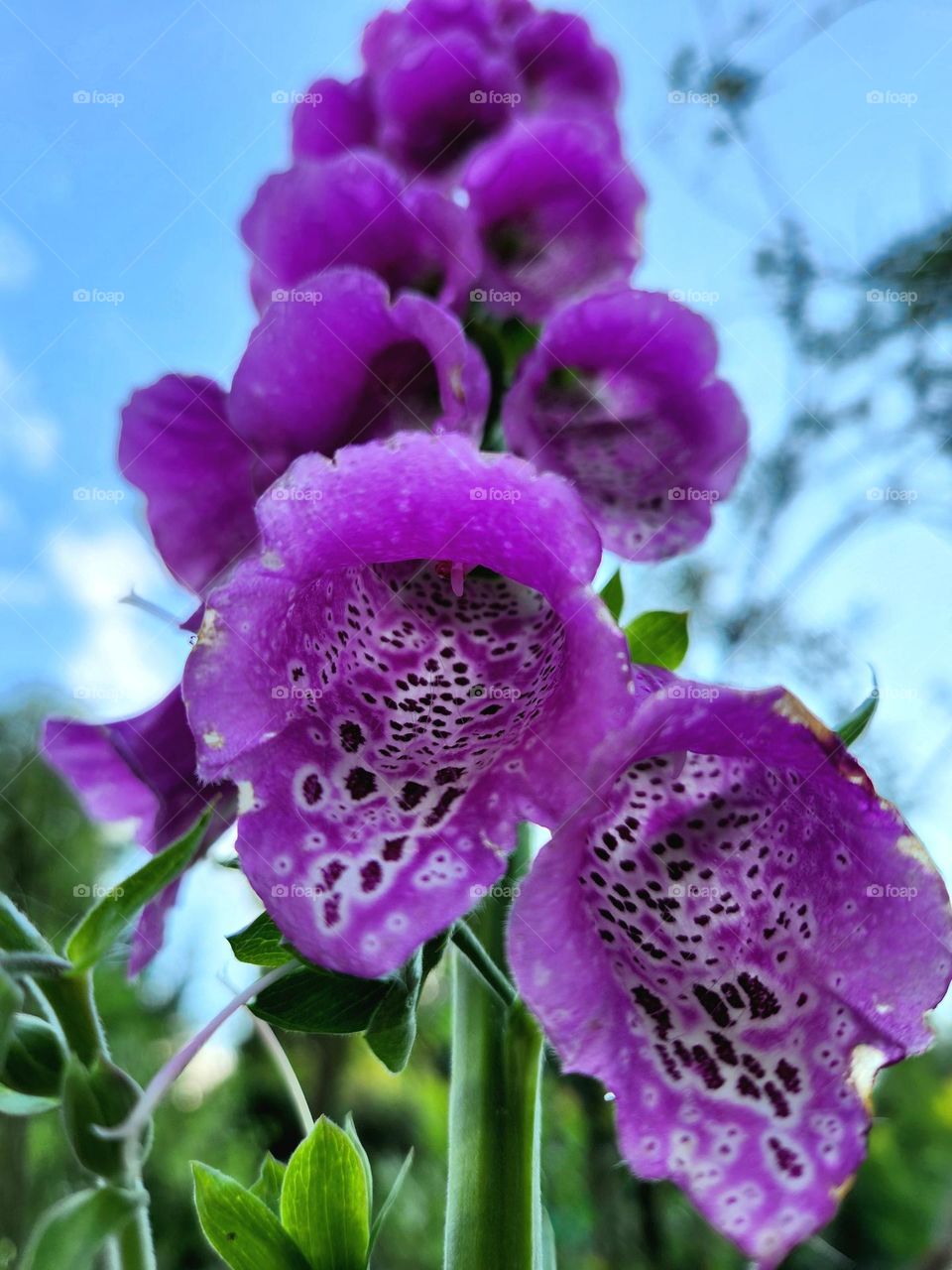 Foxgloves