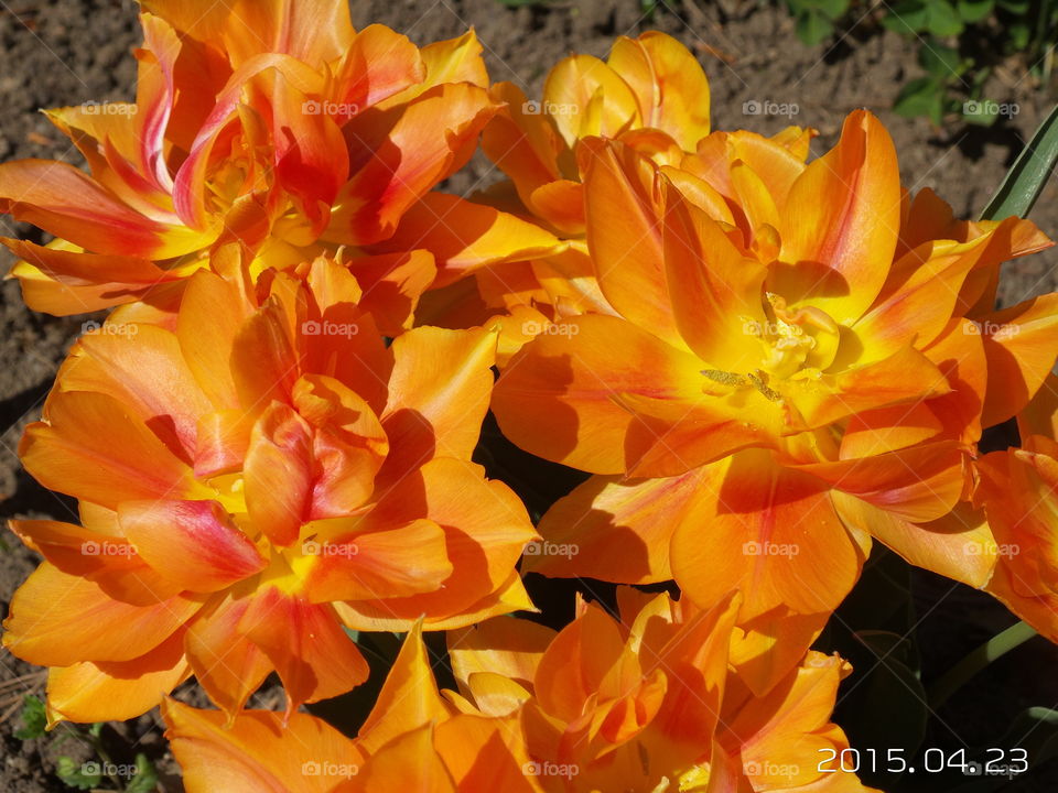 tulip. orange tulip