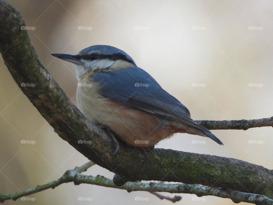A Nuthatch in a tree 