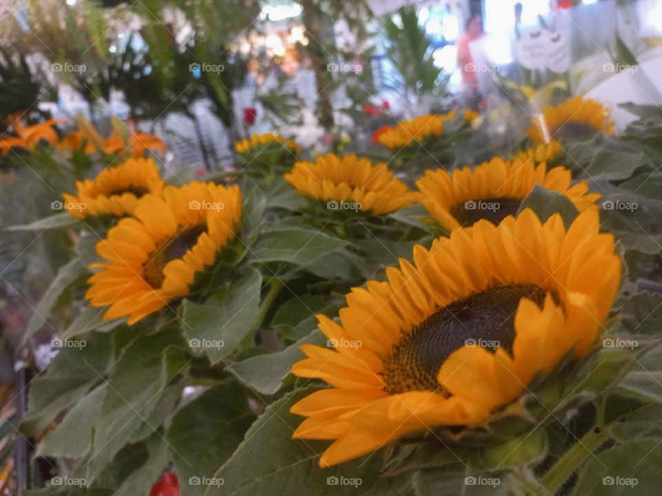 Girassol  é uma planta originária da América  do Norte e, da América  Central, seu nome científico  é Helianthus Annus e, faz parte da família das Compositae,  também conhecidas como margaridas. com caule grosso,  ereto e robusto