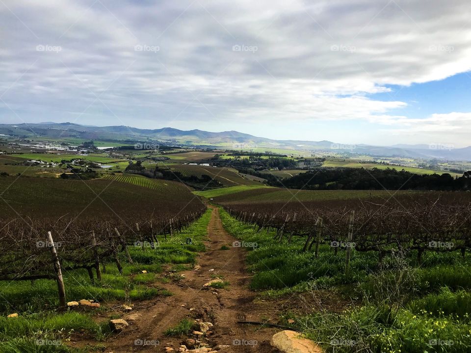 This vineyard was photographed in winter in Stellenbosch. How beautiful are the mountains the path is leading towards