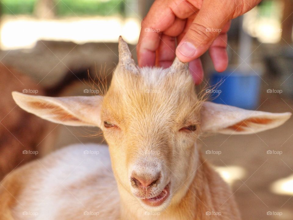 Close-up of a young goat