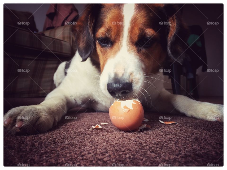 Breakfast. Dog earing his egg