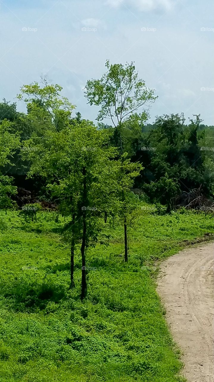 Mississippi River bottoms