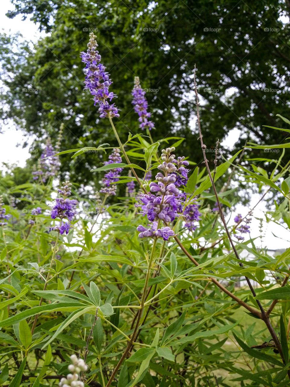 Vitex Bush