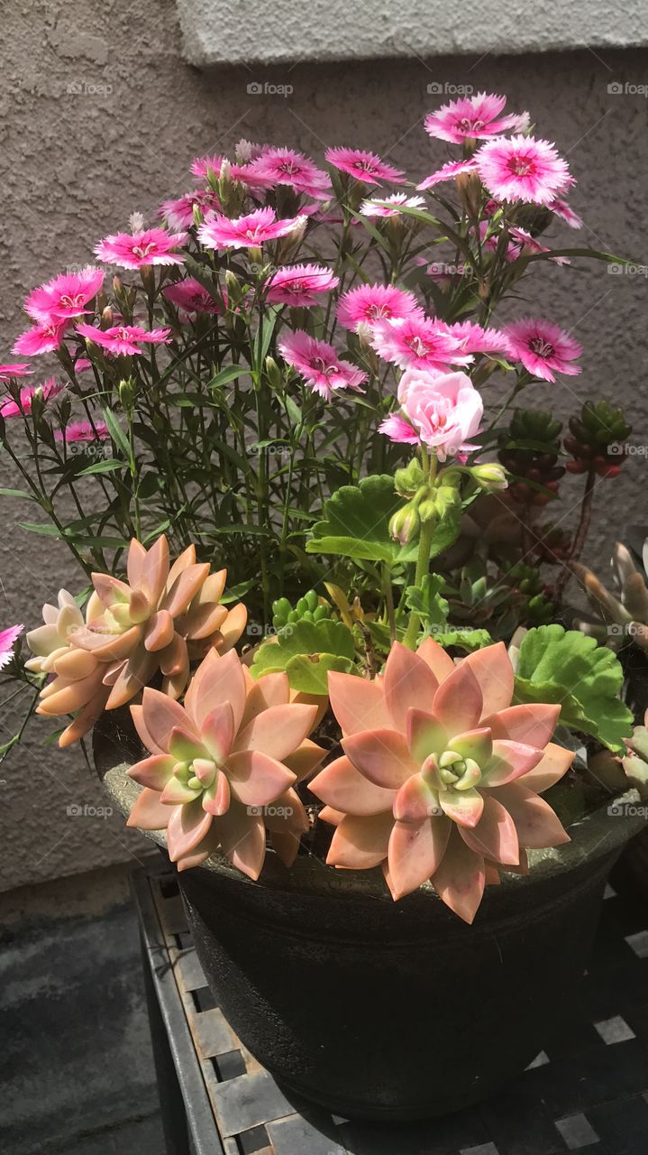 Succulents and flowers 
