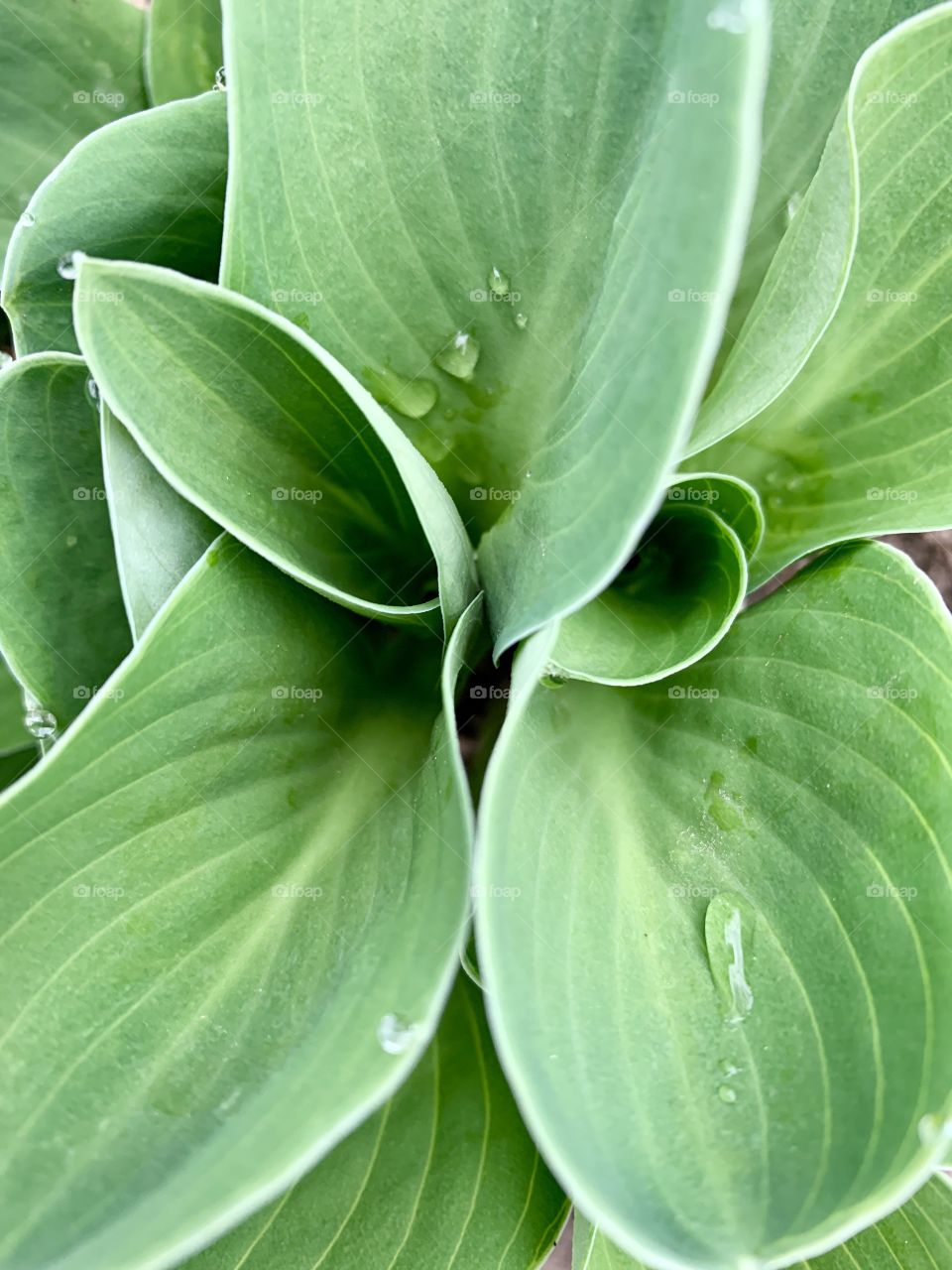 Overhead view of hosta plants with raindrops on leaves