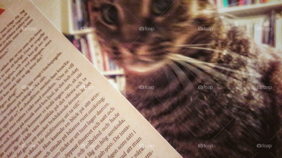 cat reading Murakami