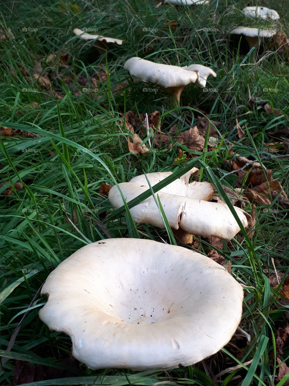 Autumn Mushrooms