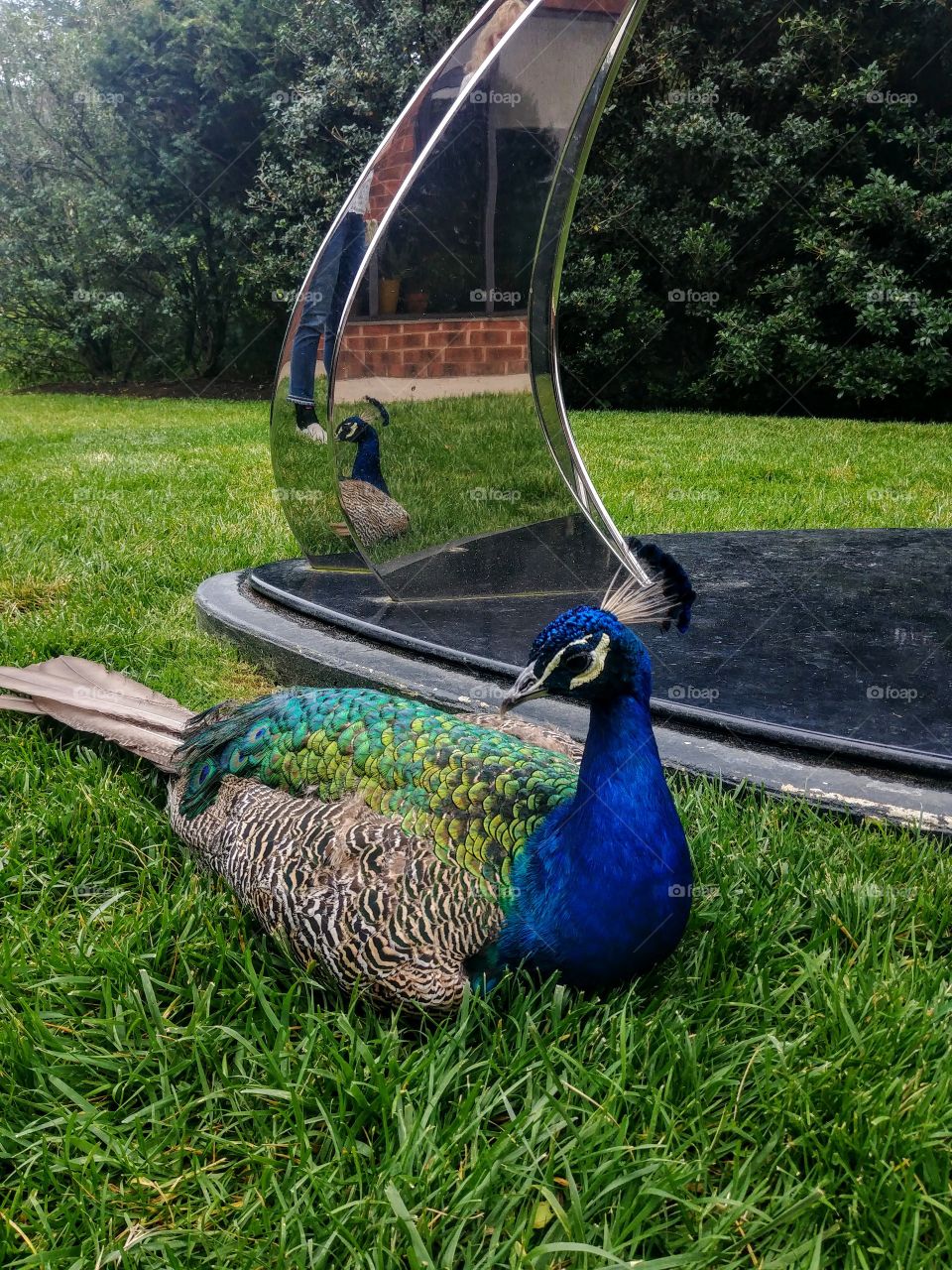 peacock dressed in blue