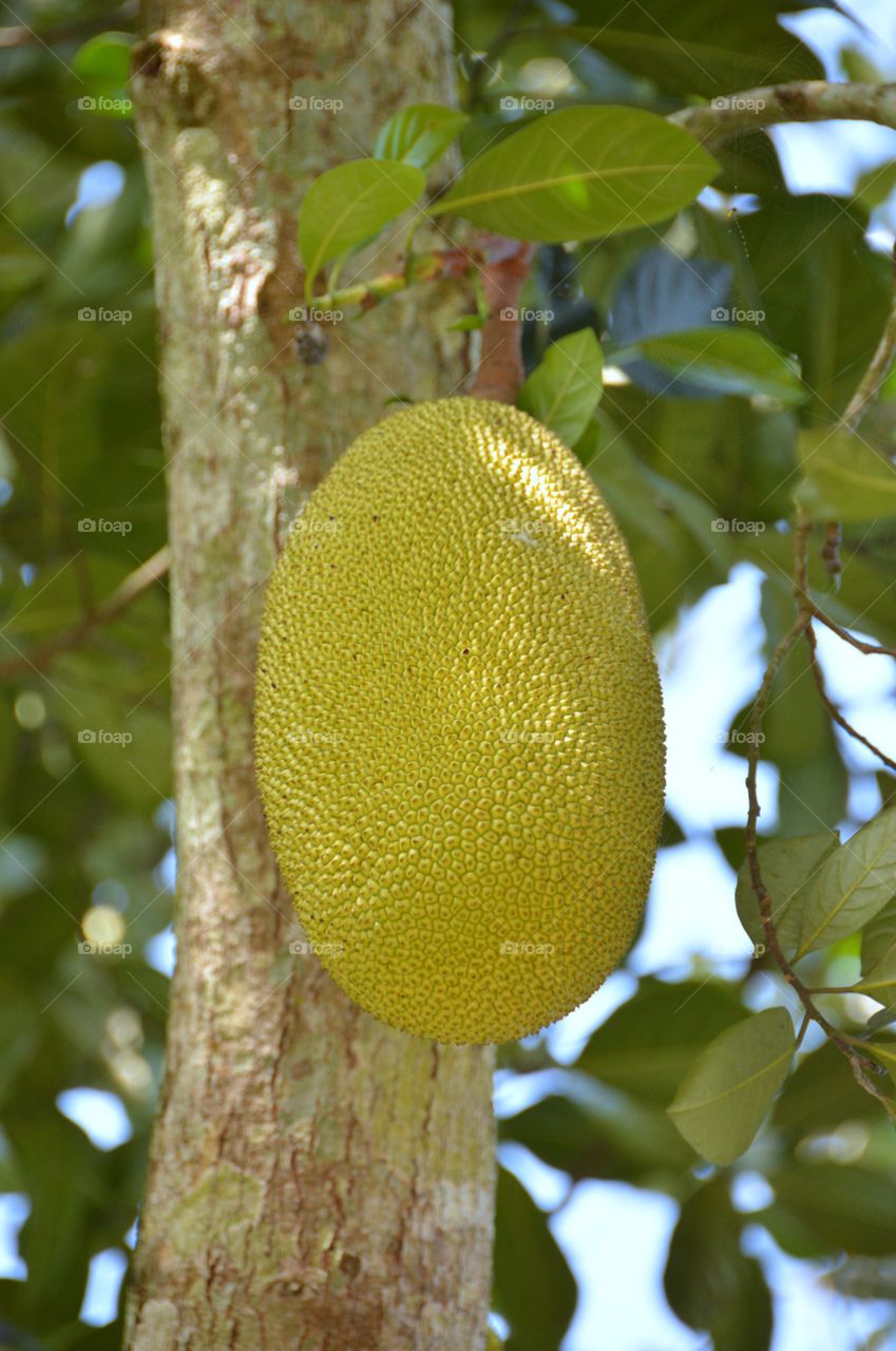 Jackfruit on tree