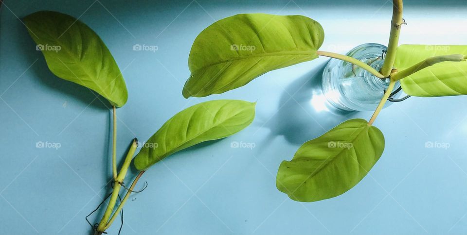 Plant in glass pot with water