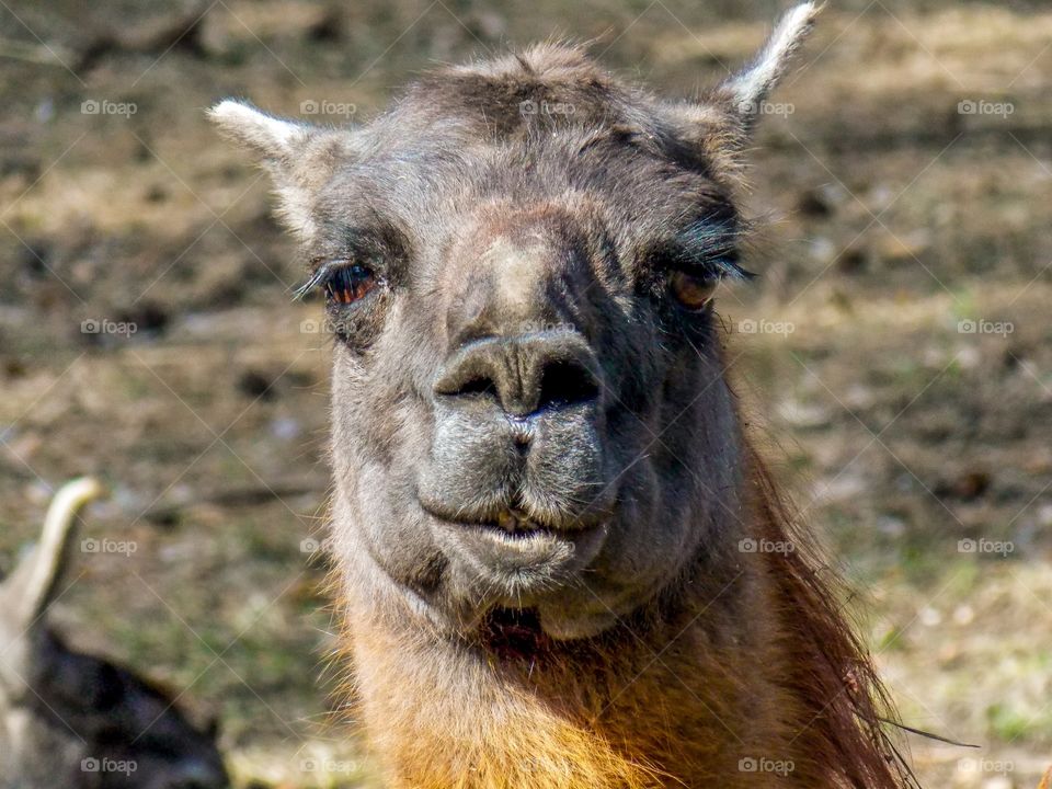 Lama. The head is small, elongated, very similar to a camel's. Ears are long, erect, pointed at the ends. Eyes are black, large, rounded, located on the sides, framed by thick lashes.