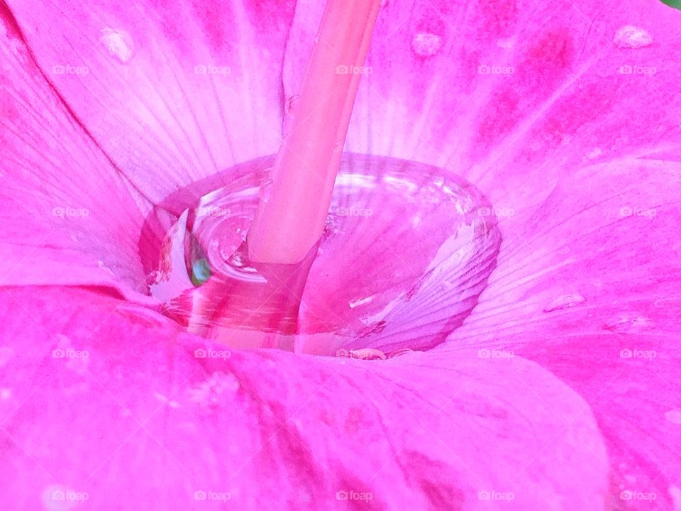Water on Tropical flower