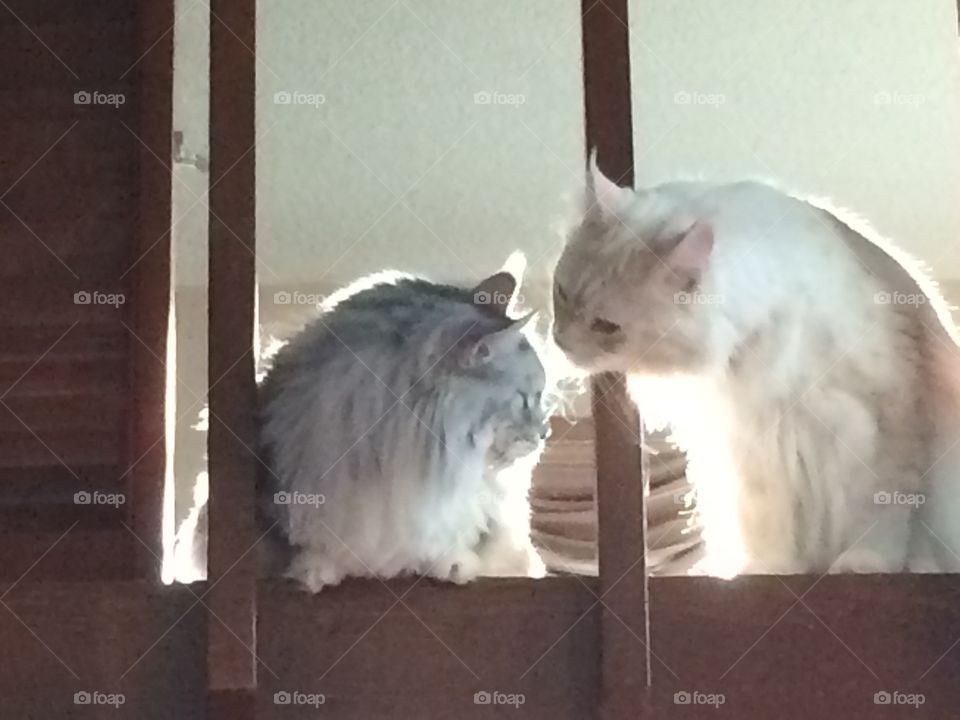 MalloyBoy and Frisco at Jax.