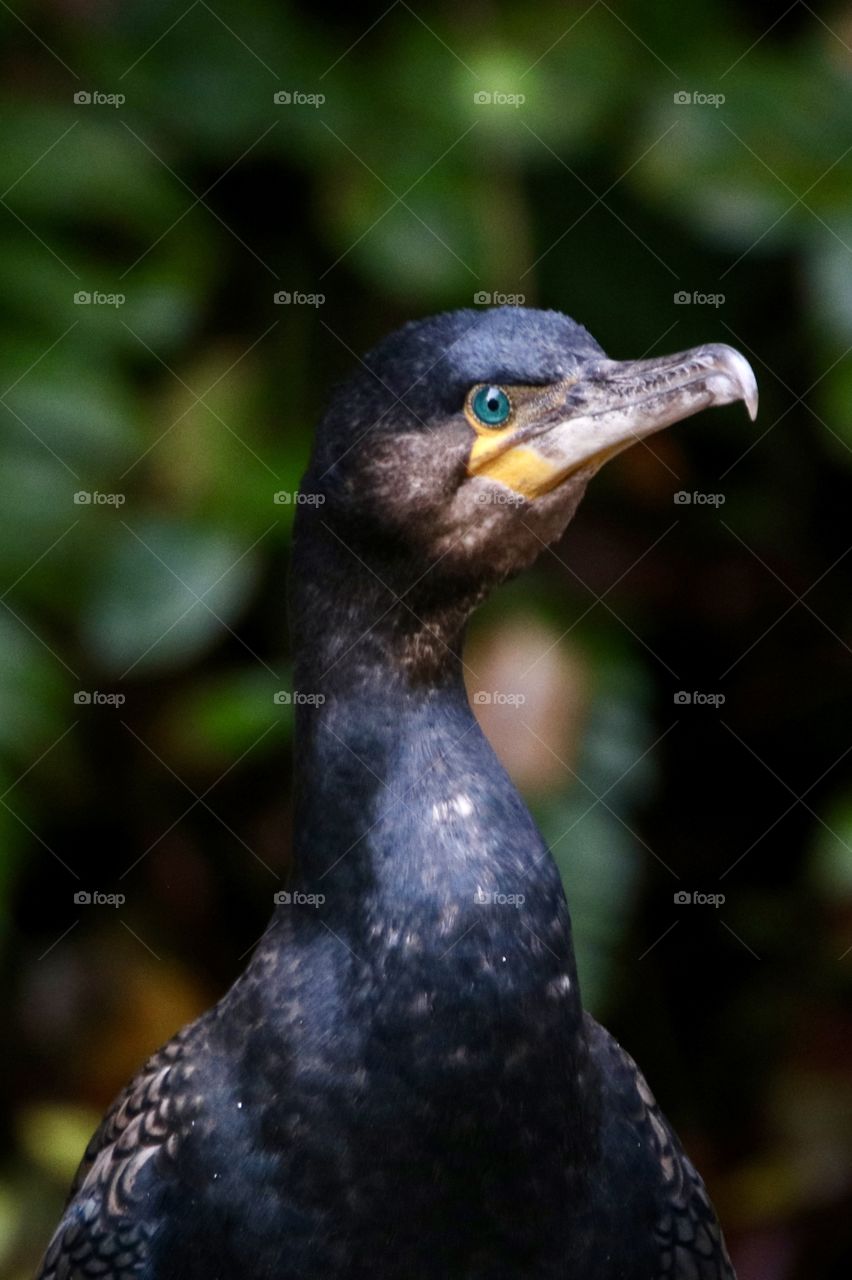 Cormorant 
