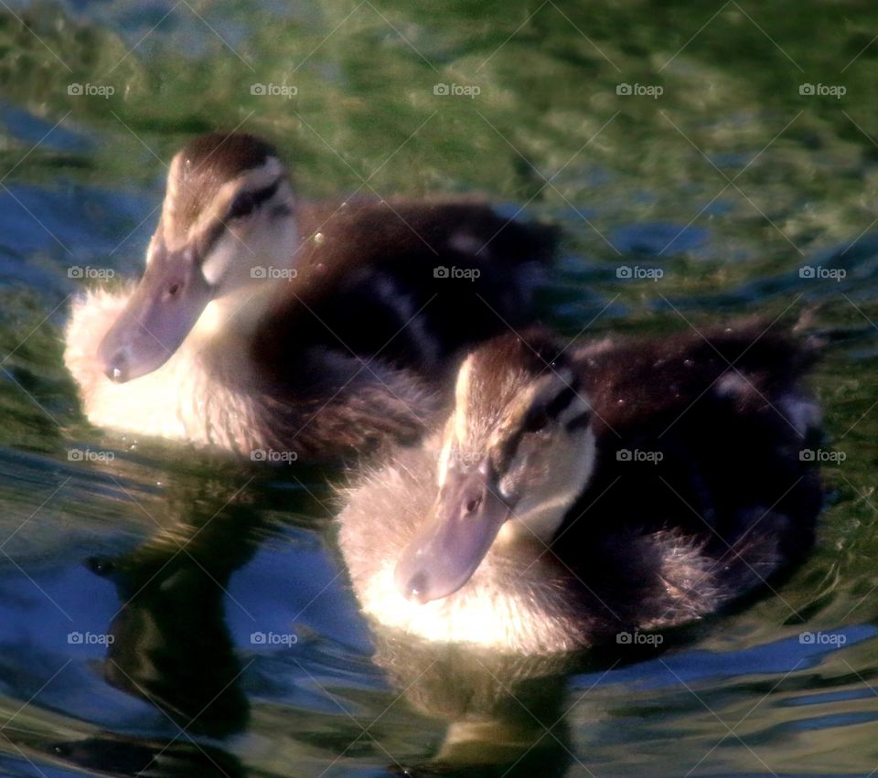 Two Orphaned Ducklings in Lake