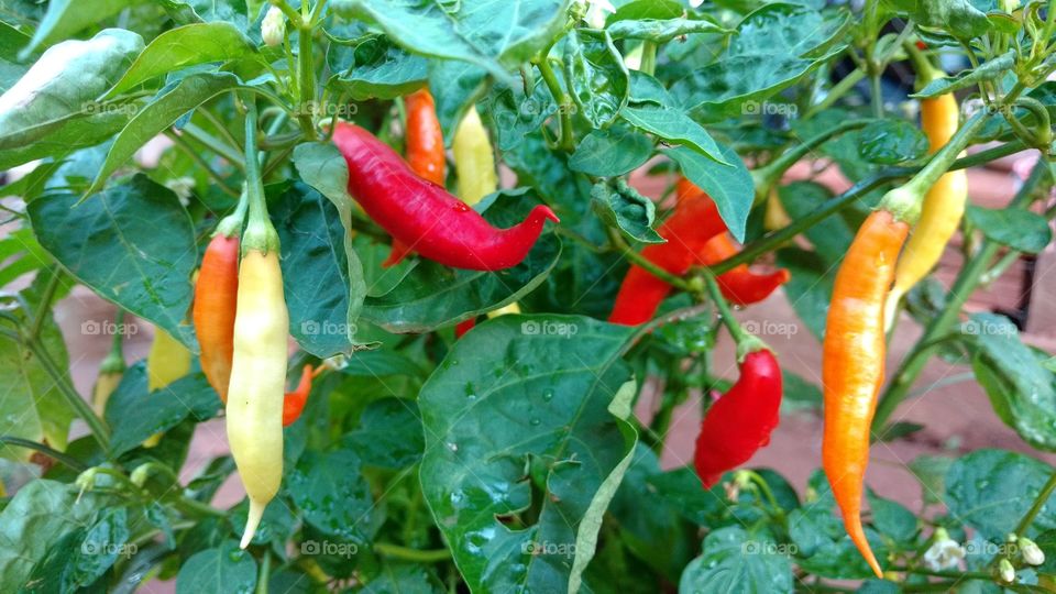 Cheiro gostoso na panela. Temperos deliciosos no prato. Pimenteira na horta.