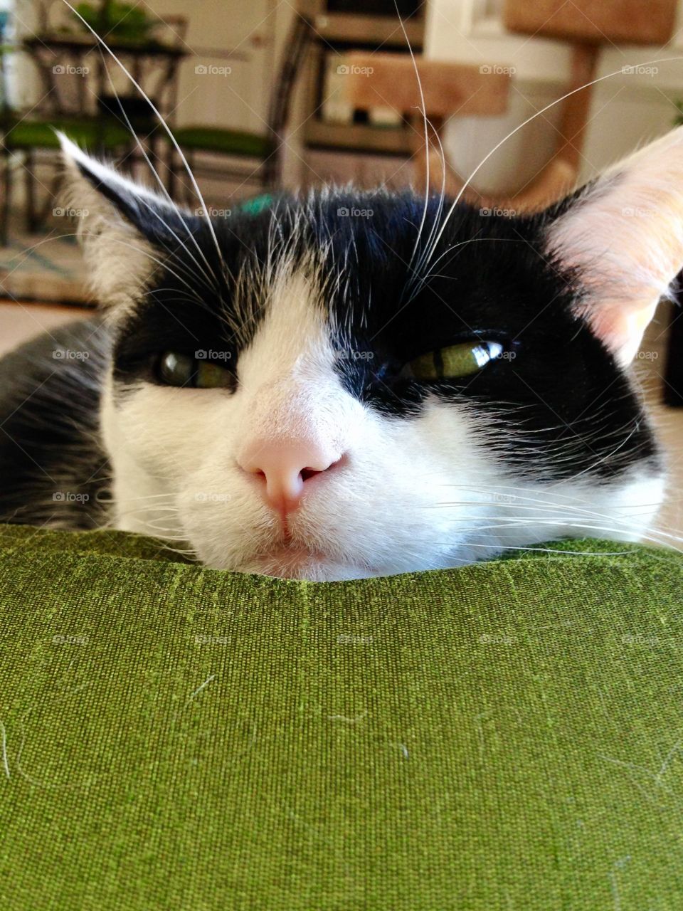 Close up of cat face on a pillow.