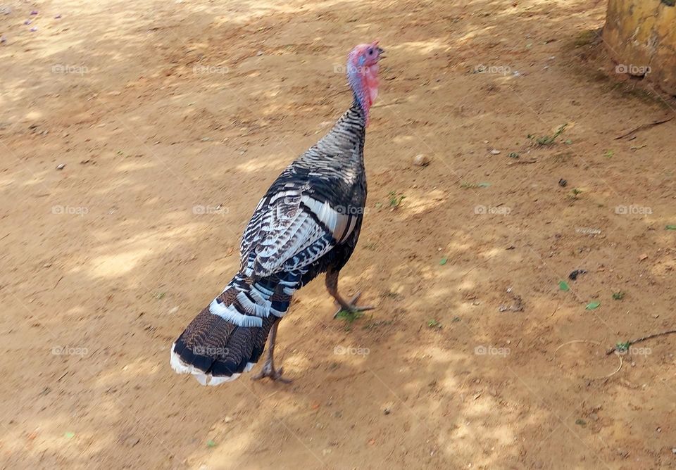 Um Peru faceiro,elegante alheio ao destino que lhe espera, o Natal se aproxima.