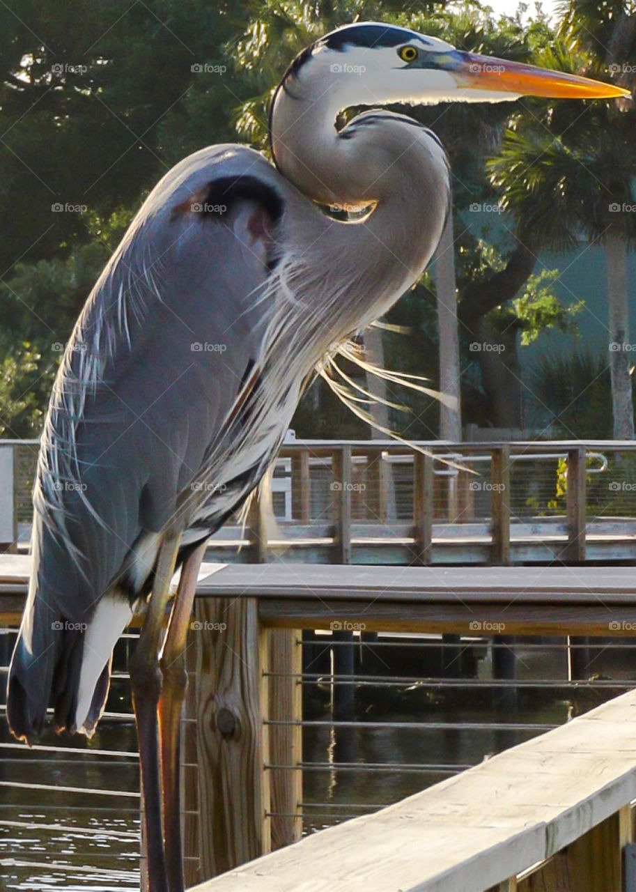 A majestic great blue Heron sits on a railing watching over the water for his next meal. 